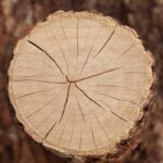 Tanaka Fragrance Oil FOG5072868FFN