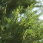 Tea Tree Fragrance Oil FOC507036FFN