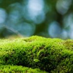 Terranol Fragrance Oil FOC507122FFN