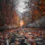 Fall Vibes Fragrance Oil FOC507407PSB