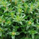 Thyme Fragrance Oil FOH507070FFN