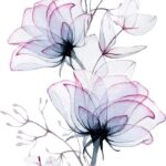 Transparent Flowers Fragrance Oil FOC507328FFN