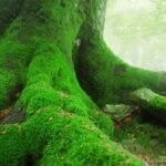 Tree Moss Fragrance Oil FOC507118FFN