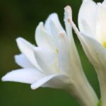 Tuberose Fragrance Oil FOG5075557FFN