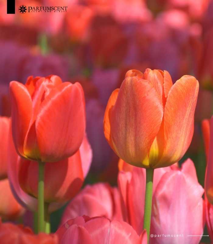 Tulip Fragrance Oil FOG5075555FFN