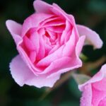 Turkish Rose Fragrance Oil FOG5074496FFN