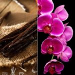 Vanilla Orchid Fragrance Oil FOG5071581PSB