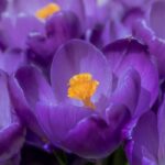 Violet Fragrance Oil FOG5076133FFN