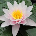Water Lily Fragrance Oil FOG5075126FFN