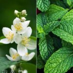 White Jasmine & Mint Fragrance Oil FOG5079088PSB