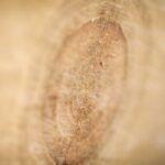 White Oud Fragrance Oil FOG5077473FFN