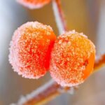 Wild Orange Fragrance Oil FOG5079099FFN