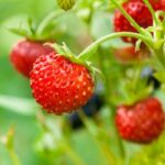 Wild Strawberry Fragrance Oil FOG5079100FFN