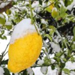 Winter Lemon Fragrance Oil FOC507089FFN