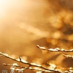 Winter Vibes Fragrance Oil FOC507415PSB