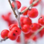 Winterberry Fragrance Oil FOG5078326FFN