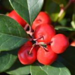 Wintergreen Fragrance Oil FOG5076569FFN