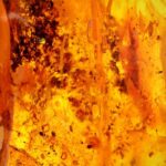 Amber Fragrance Oil