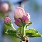 Apple Blossom Fragrance Oil FOG5078319FFN