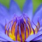 Blue Lotus Fragrance Oil FOG5072987FFN