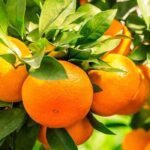 California Orange Fragrance Oil FOG5076480FFN